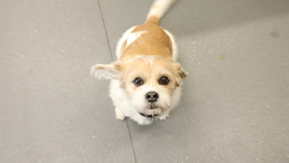 Bucks Co. hospital provides curbside care for pets during COVID-19