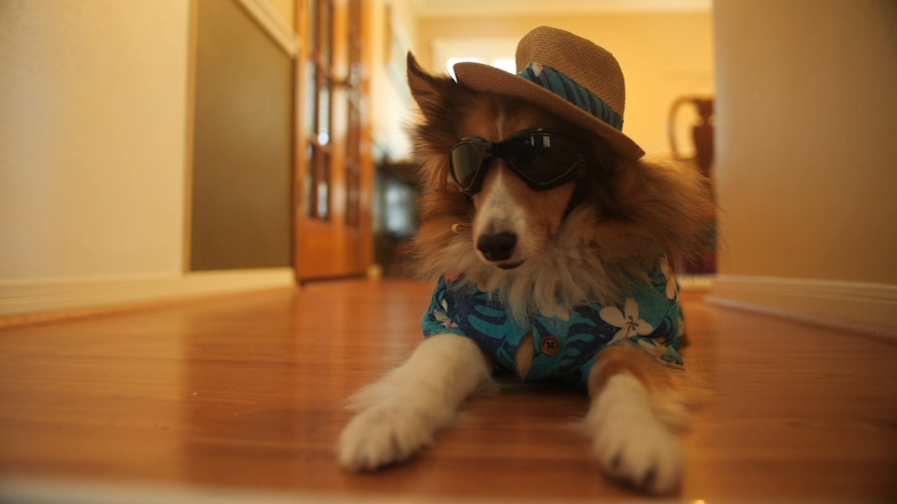 Oliver the therapy dog brings his love online