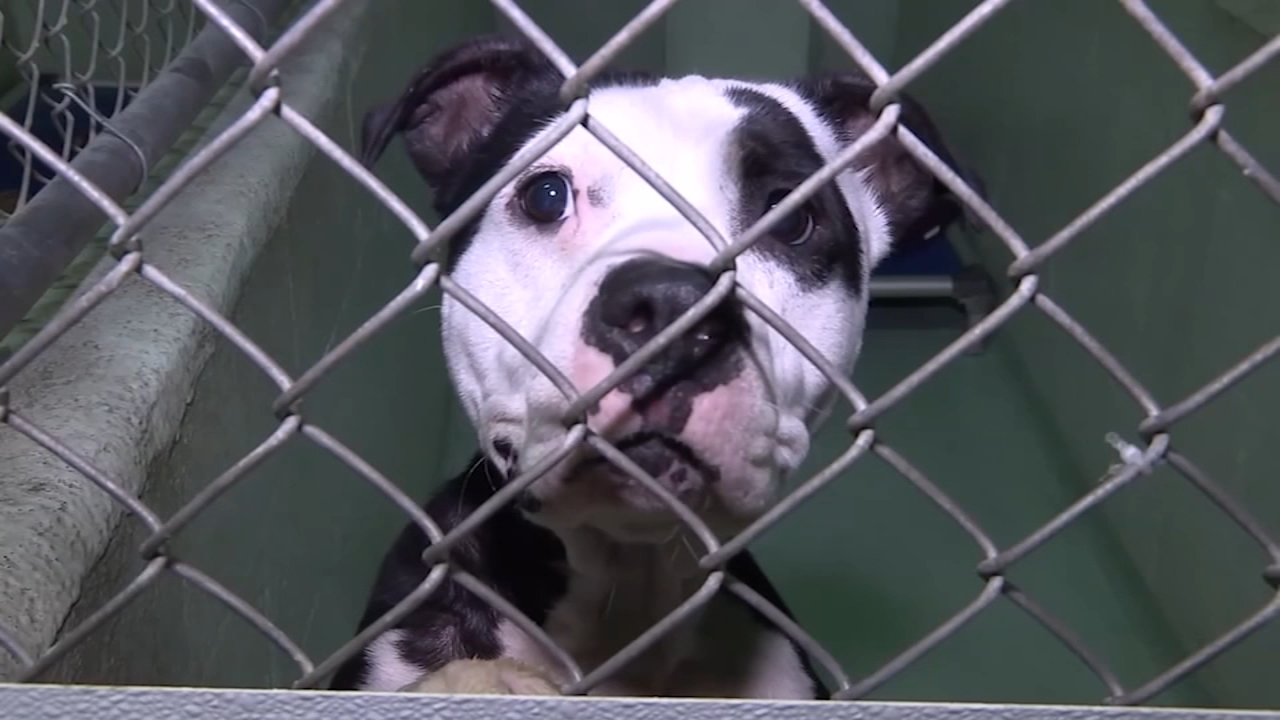 Wake charity provides pet food, supplies during COVID-19 crisis