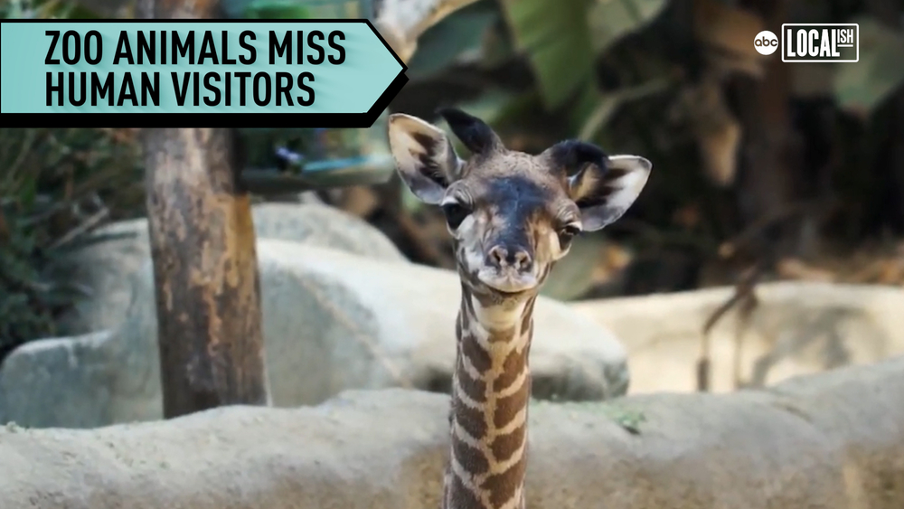 Animals at LA Zoo are behaving differently due to physical distancing orders.