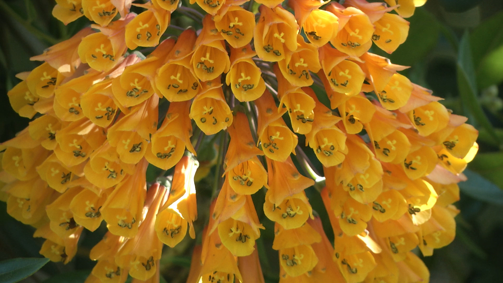 Colorful spring flowers are in bloom at SF Botanical Garden, see what you are missing during temporary closure