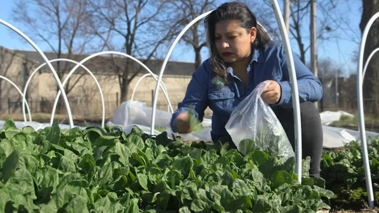 Chicago Farmers Market Collective Launches Virtual Market To Support Local Farmers Supply Fresh Produce During Covid 19 Lockdown Abc7 Chicago
