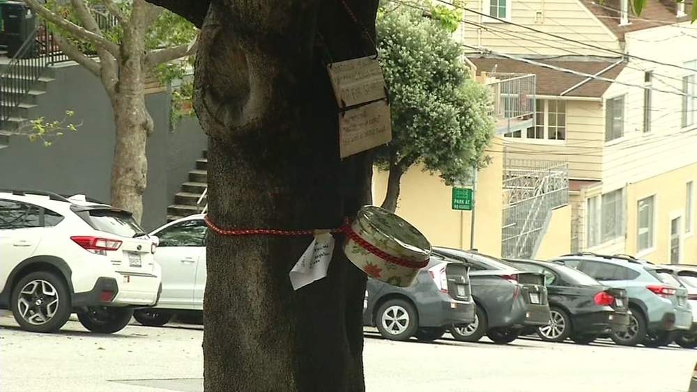 Coronavirus tip: Seeking sourdough starter? Look no further than a neighborhood tree