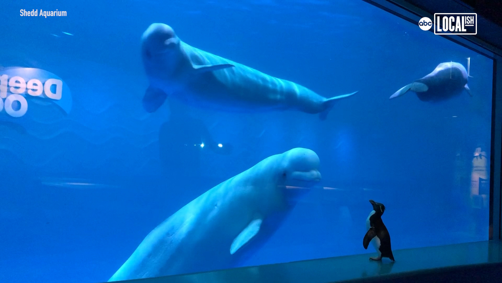 Watch penguins stroll through Chicago's aquarium