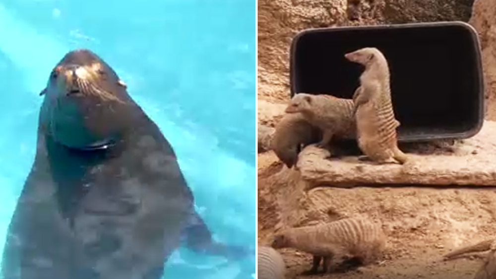 Check in on the animals at the Houston Zoo while it's closed