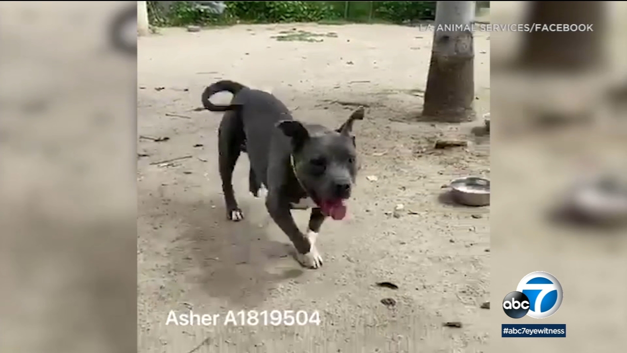 Animal adoptions from Los Angeles shelters up during pandemic