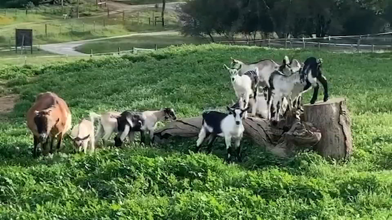 Prather business lifts spirits during COVID-19 outbreak with goats