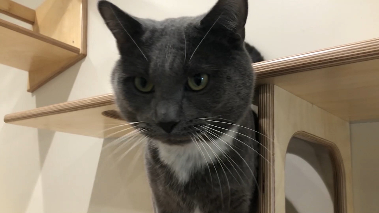 north shore animal league puppies for adoption