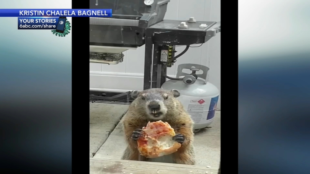 Move over 'Pizza Rat,' Philadelphia has a 'Pizza Groundhog'