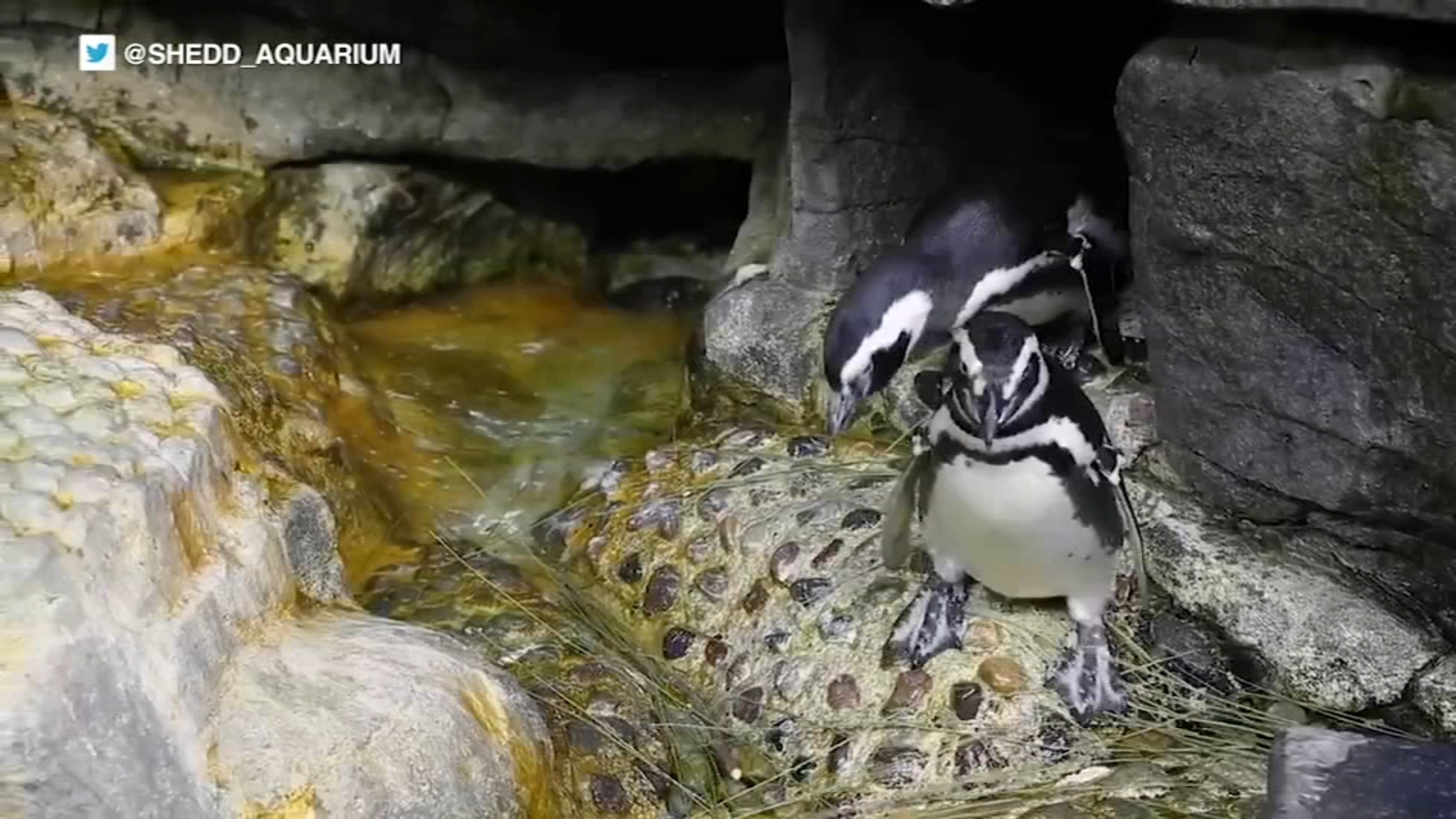 VIDEO: Shedd Aquarium penguins build nests to music from Lyric Opera