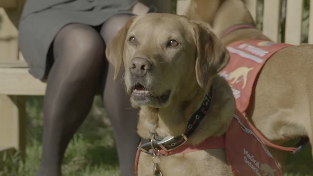 UK researchers training dogs to sniff out COVID-19 virus in humans
