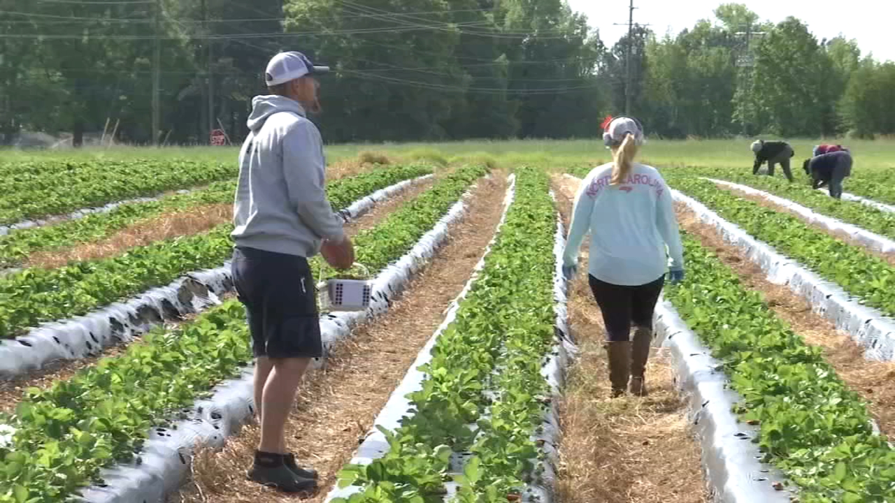 Strawberry farm provides work for the recently unemployed
