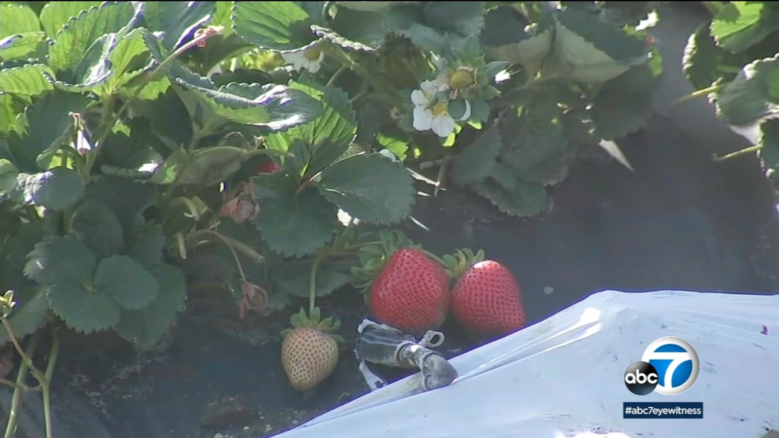 Coronavirus California's strawberry industry could see a 30 revenue