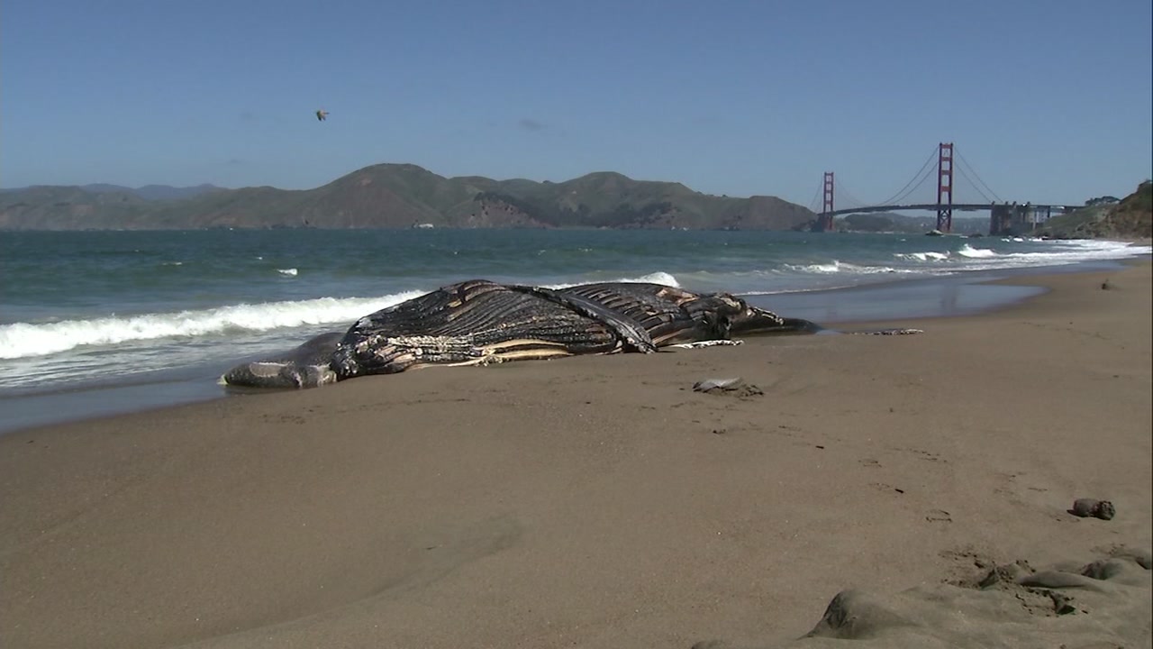 Dead humpback whale washes ashore on SF beach