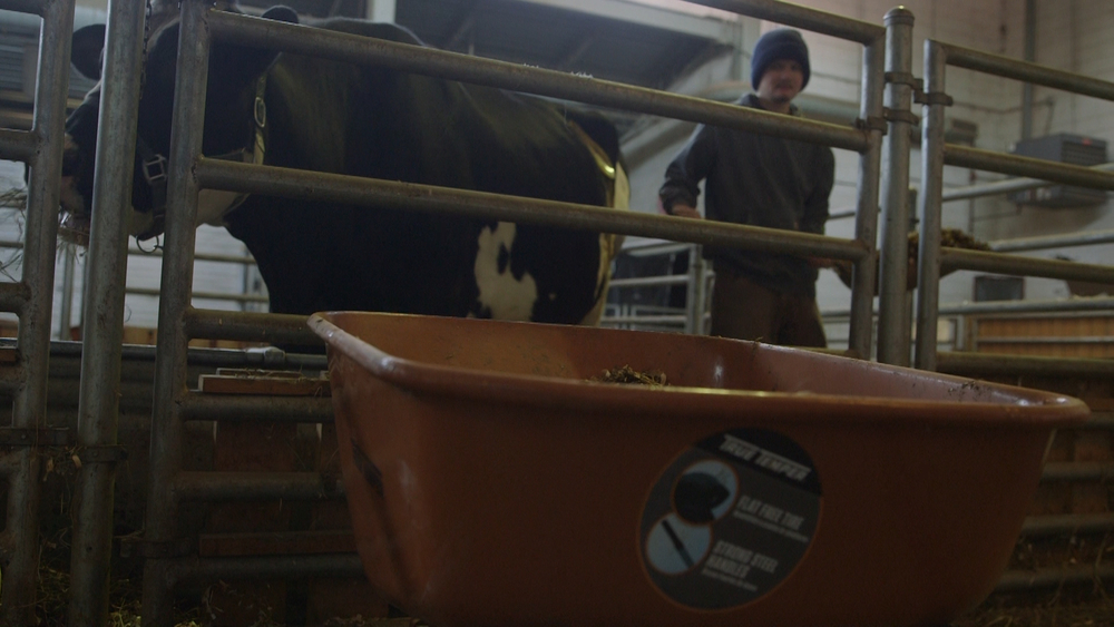 Meet the animal caretaker working alone at CPS' 'farm school' during the lockdown