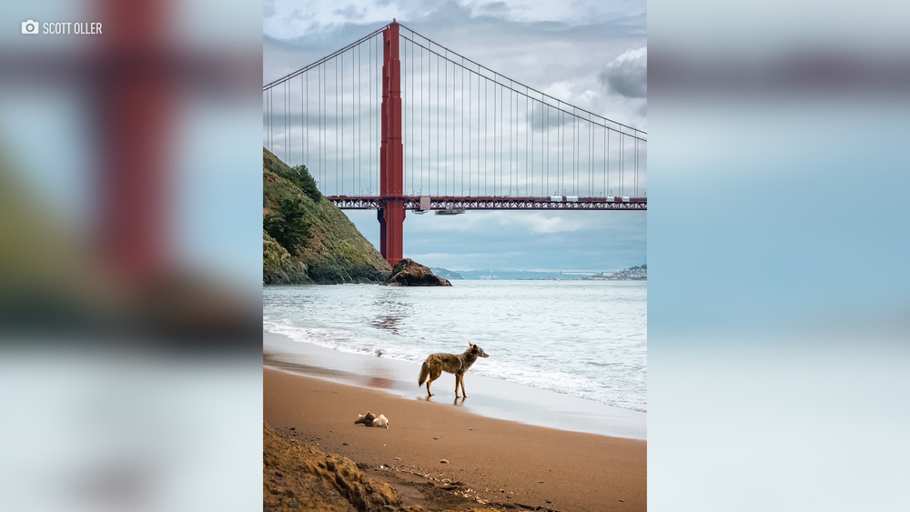 Bay Area photographer captures an amazing wildlife picture