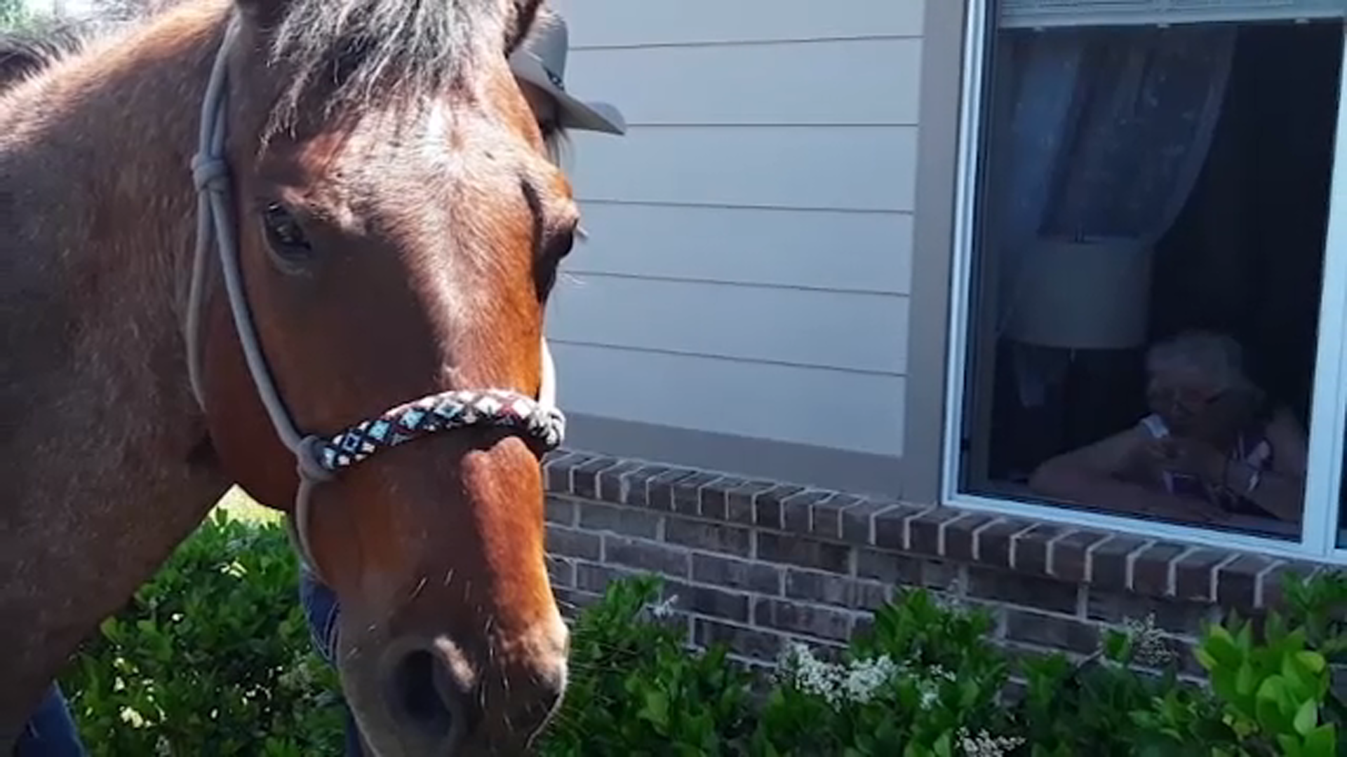 Houston-area assisted living residents visited by horses