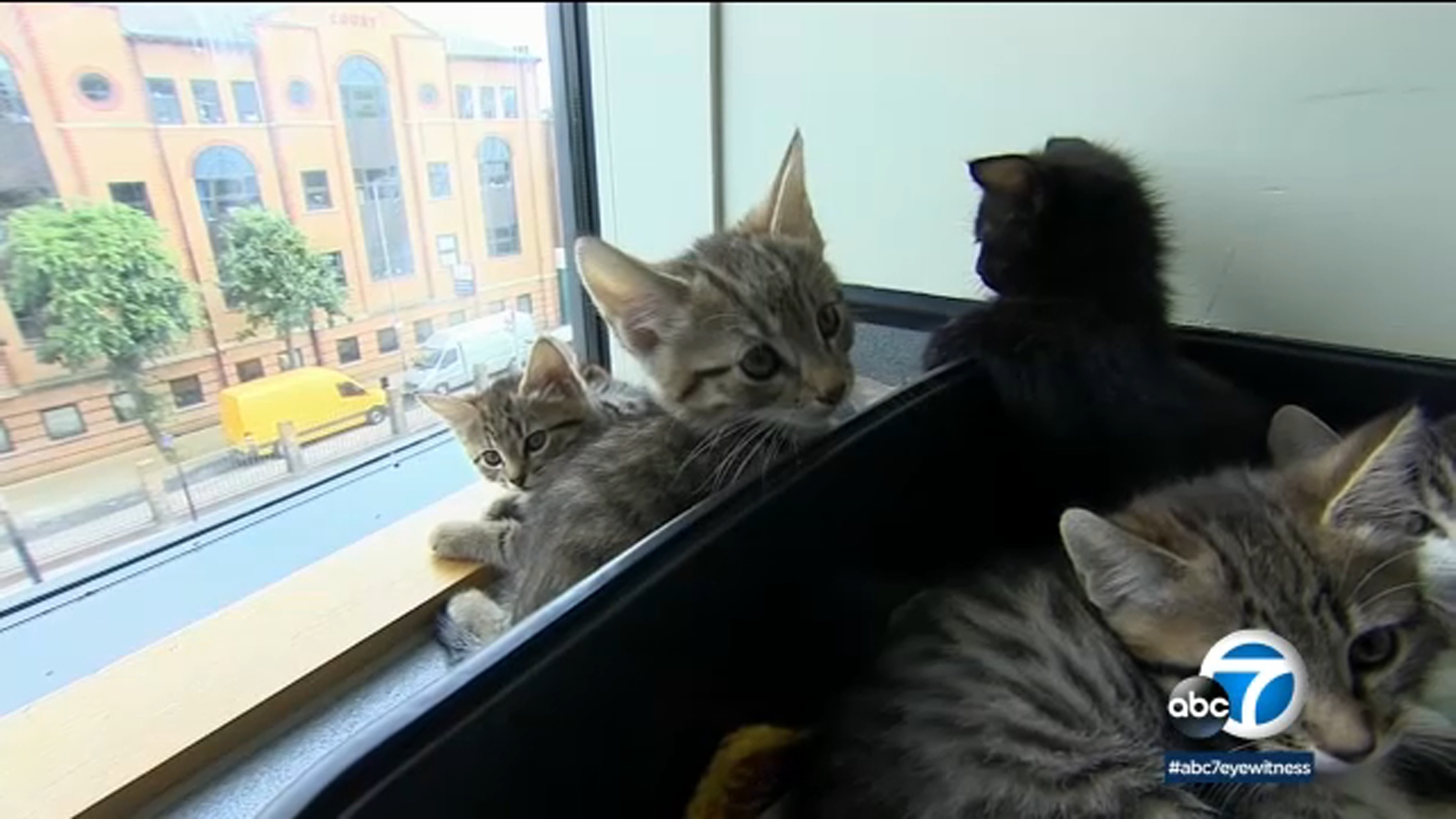 Experts weigh in on preparing pets for owners' returning to work