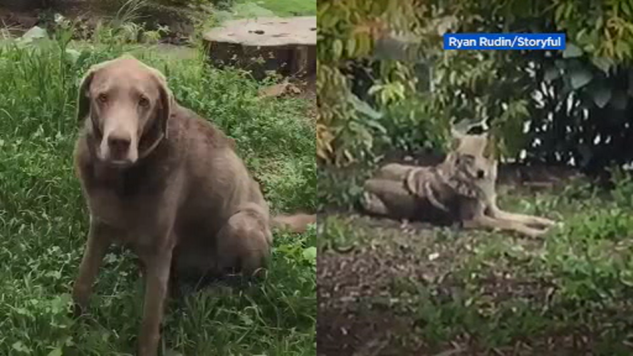 dog bush walks near me