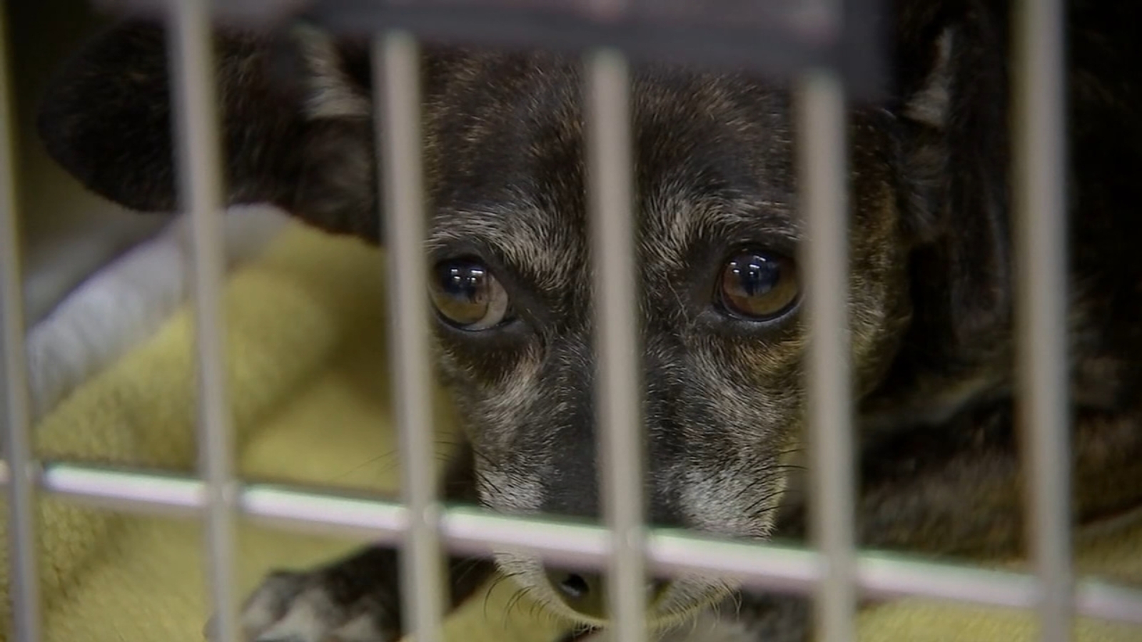 Nearly 100 animals found living in filthy conditions in SE Houston home ...