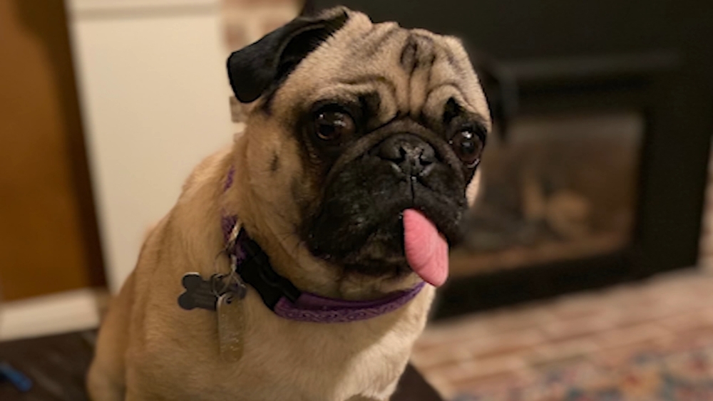 Family dog tests positive for COVID-19 in Duke University study