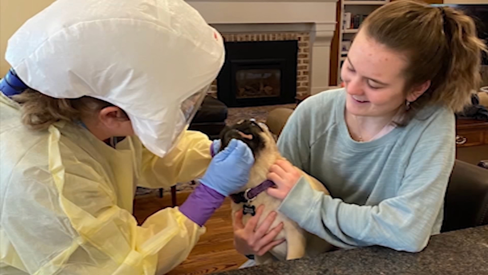 Dog coronavirus Family pet tests positive for COVID19, Duke