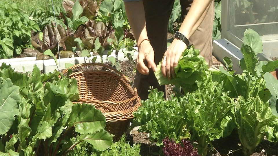 SF's Presidio garden donates produce to COVID-19 essential workers