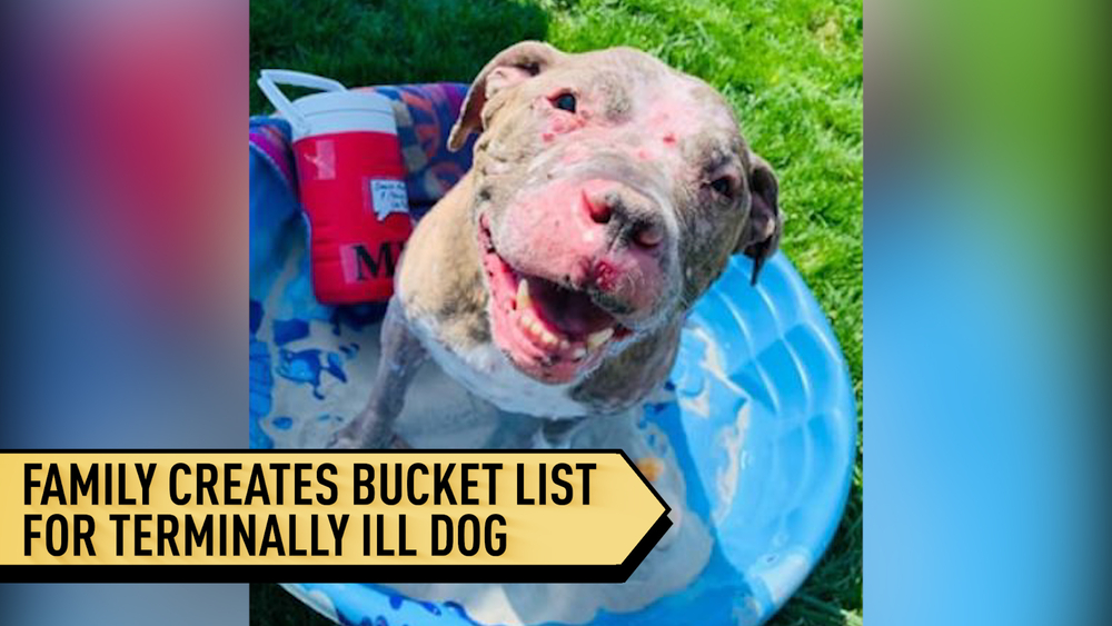 Family creates bucket list for dog with terminal cancer