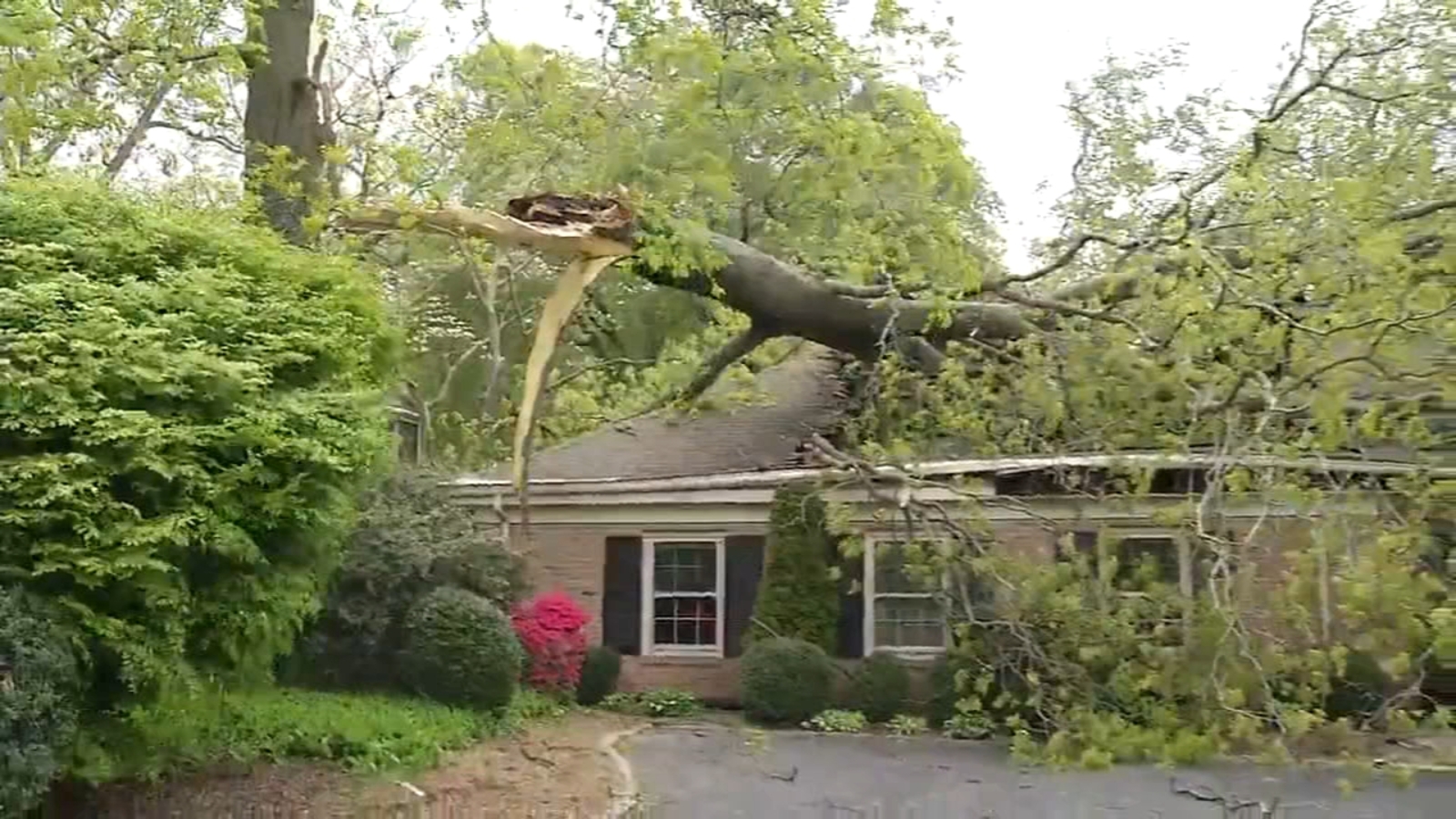 Strong winds bring down trees across Delaware Valley - 6abc Philadelphia