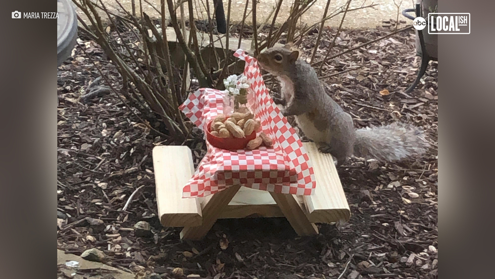 Picnic tables for squirrels?!
