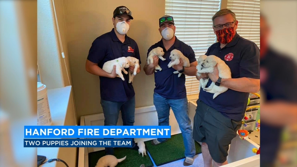 Hanford firefighters training puppies to help first responders with mental health