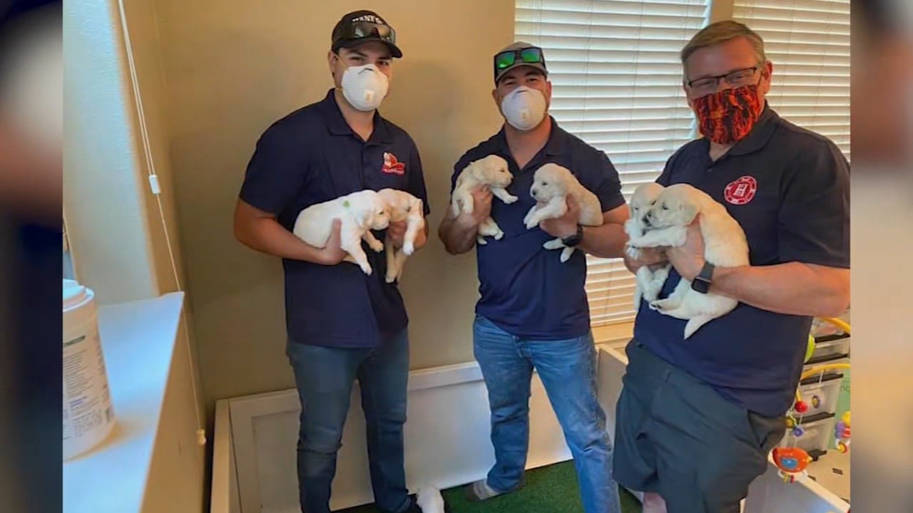 Four-legged friends helping Hanford Police Department with mental health