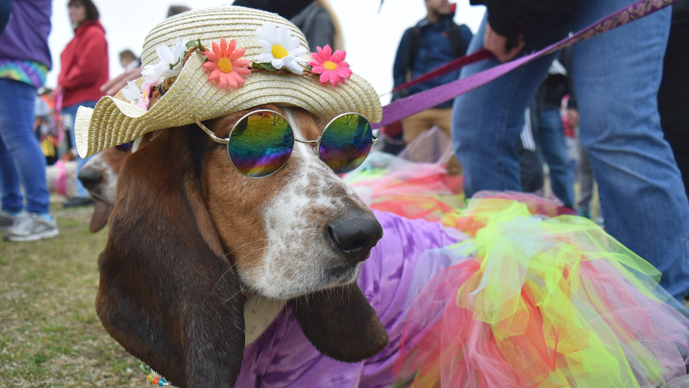 NJ dog rescue continues life-saving mission through virtual events 