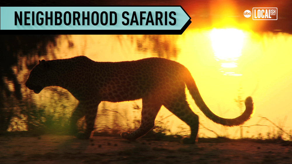 Let your imagination run wild on a neighborhood safari