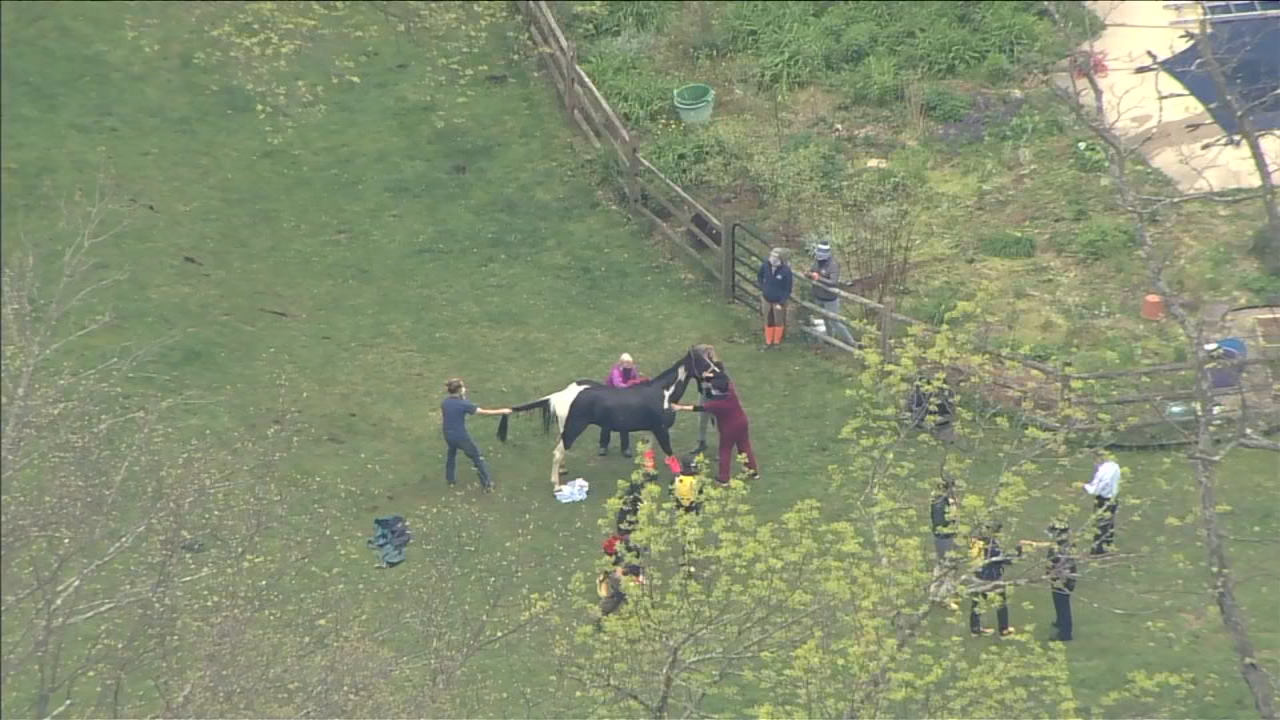 Horse rescued after falling into pool in Chester County backyard