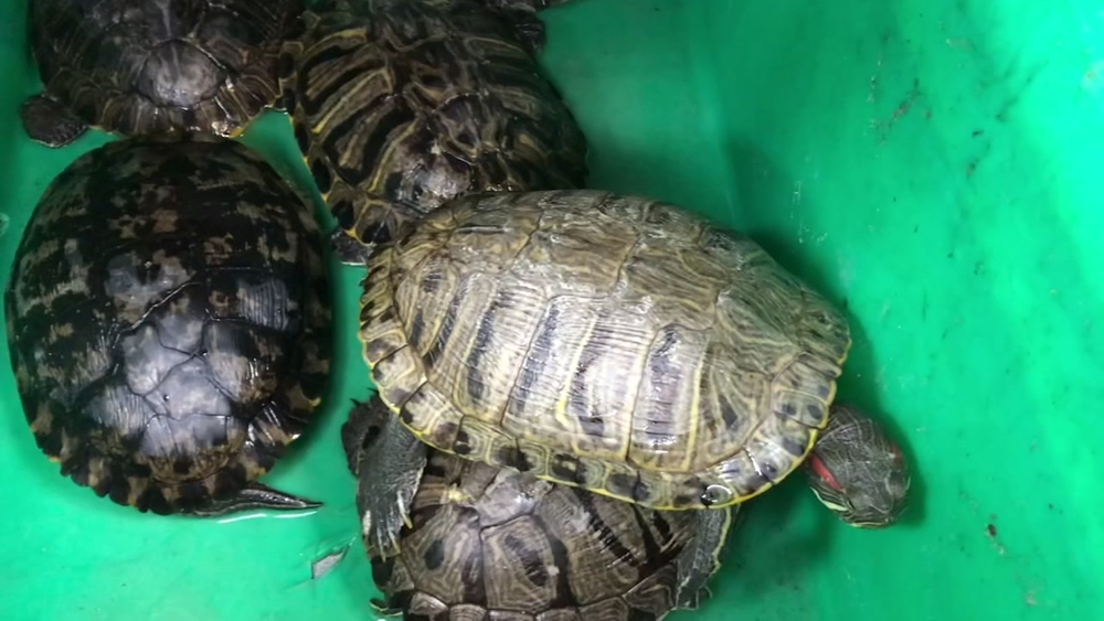 Coronavirus fallout: Calls to close Bay Area's live animal markets