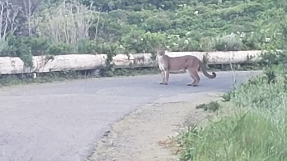 Increase in unusual wildlife sightings across Bay Area, animal rescue expert explains why