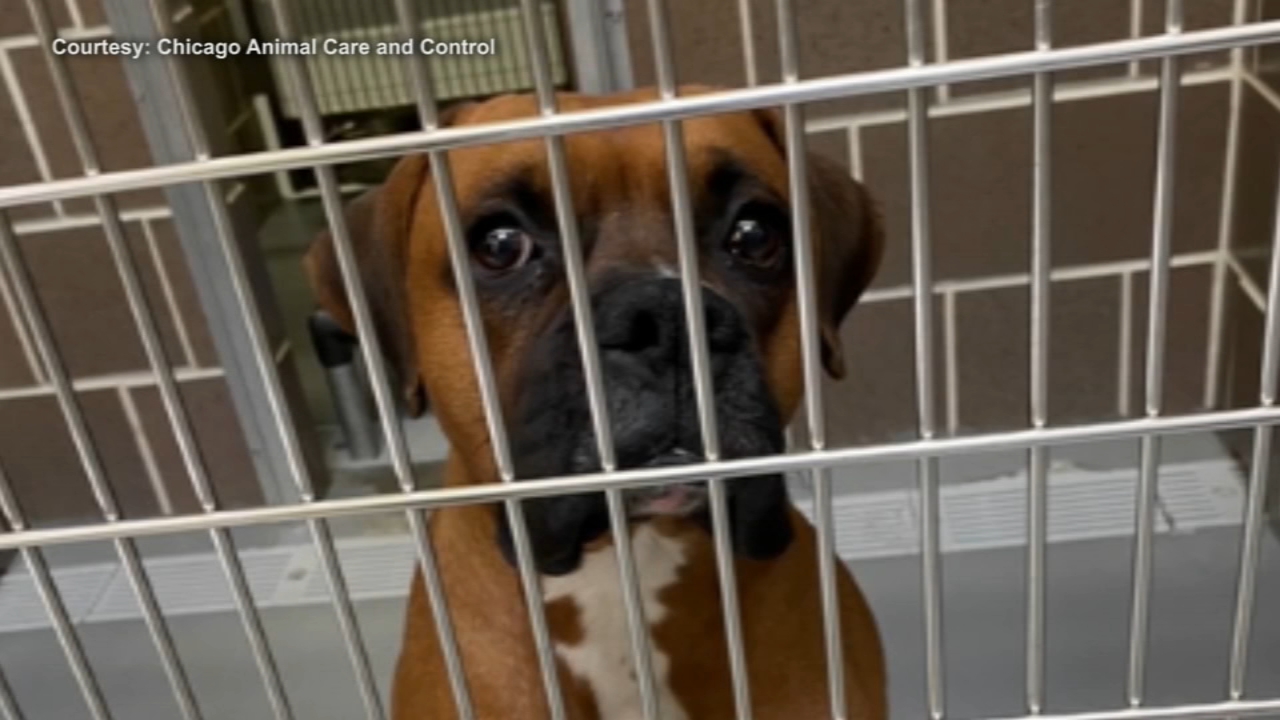 Chicago Animal Care and Control prepares for influx of pets whose owners are COVID-19 patients