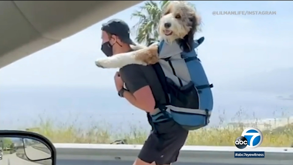 Viral therapy dog gives helping paw with virtual hospital visits amid COVID-19