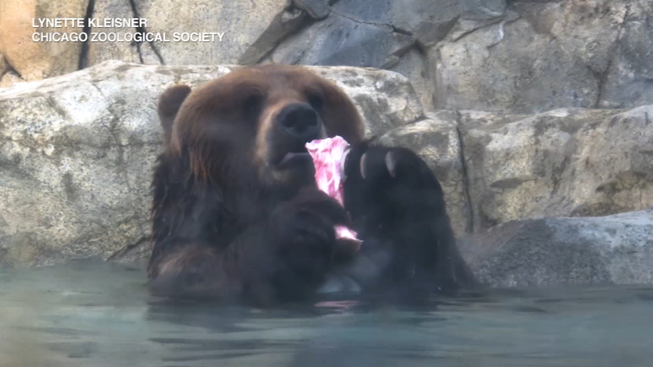 Brookfield Zoo's Bear Awareness Week goes virtual amid COVID-19 pandemic