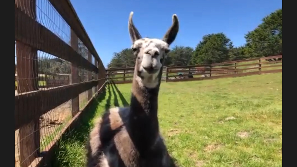 How to invite cute animals to your virtual meetings