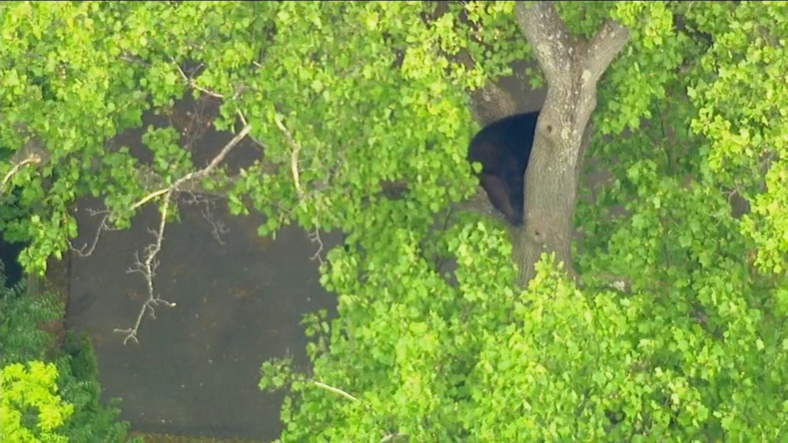 'Bearly' hanging on: New Jersey wildlife officials attempt to free bear