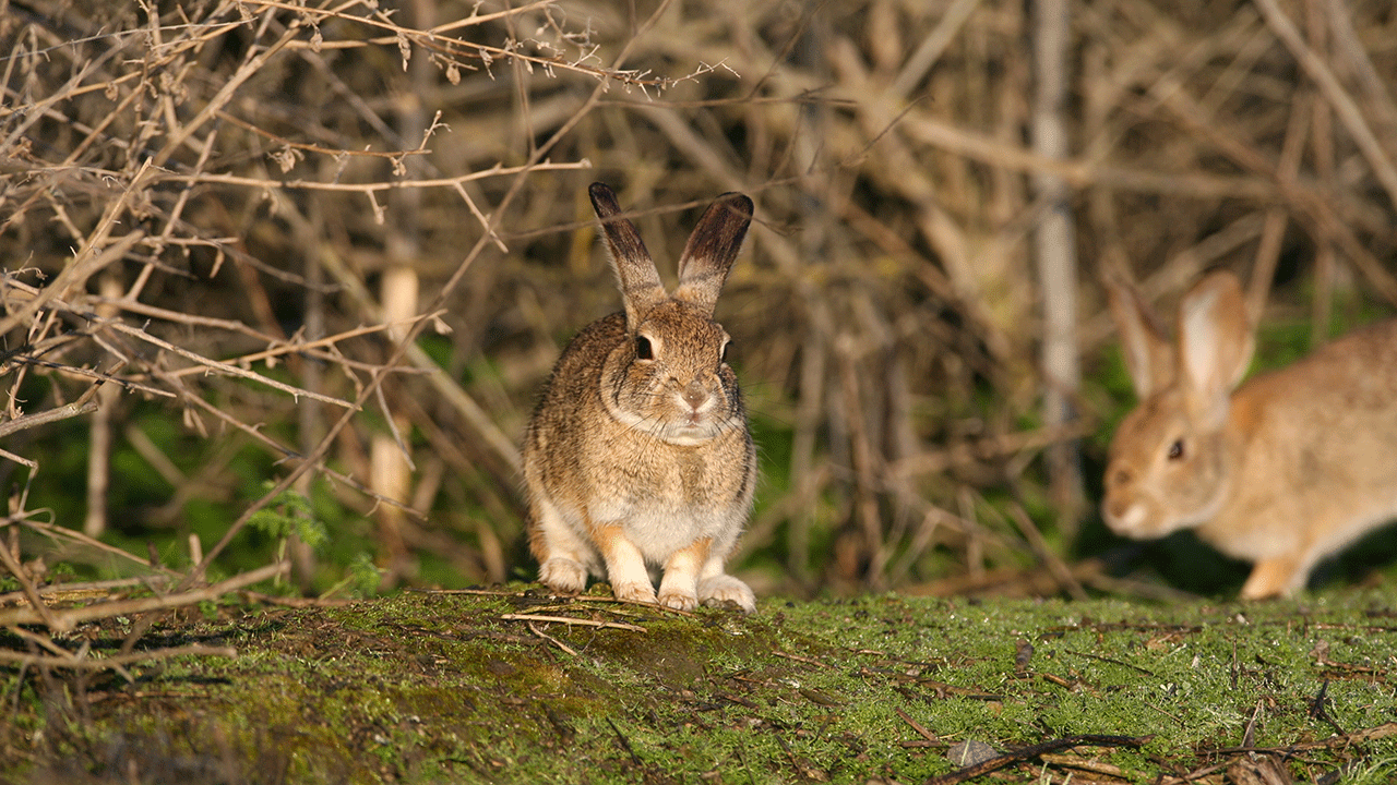 Hemorrhagic rabbit disease found in western US, including CA