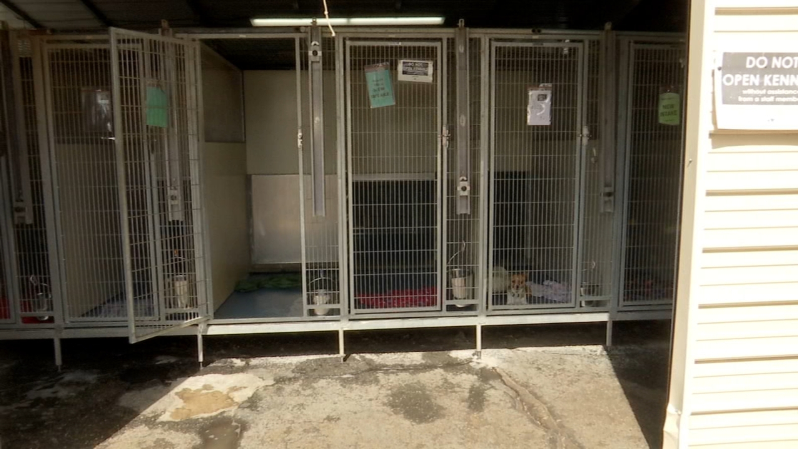 Empty kennels at Fresno Humane now outnumber dogs at facility ABC30
