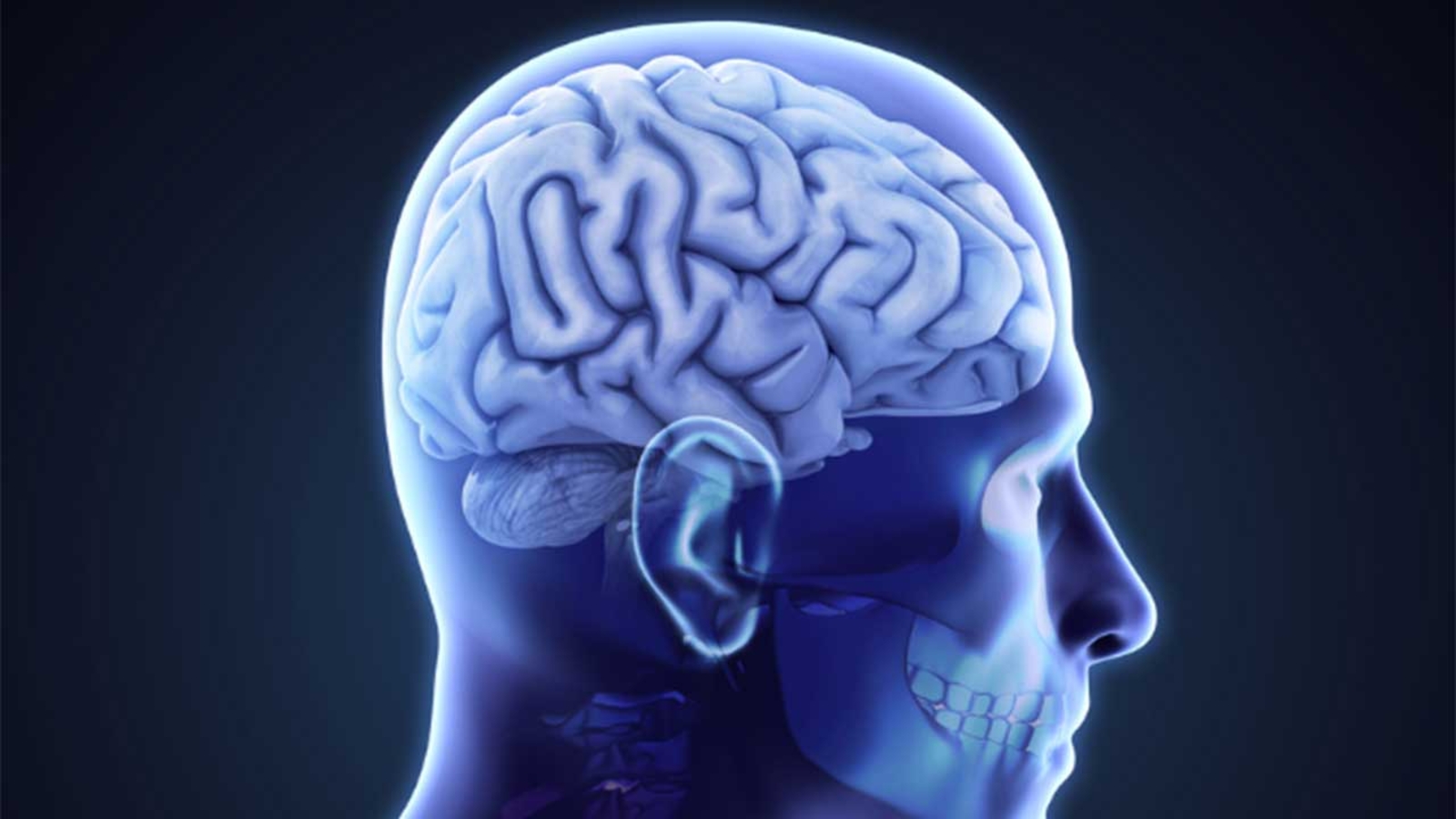 Men vs. women We now know who has the bigger brains ABC13 Houston