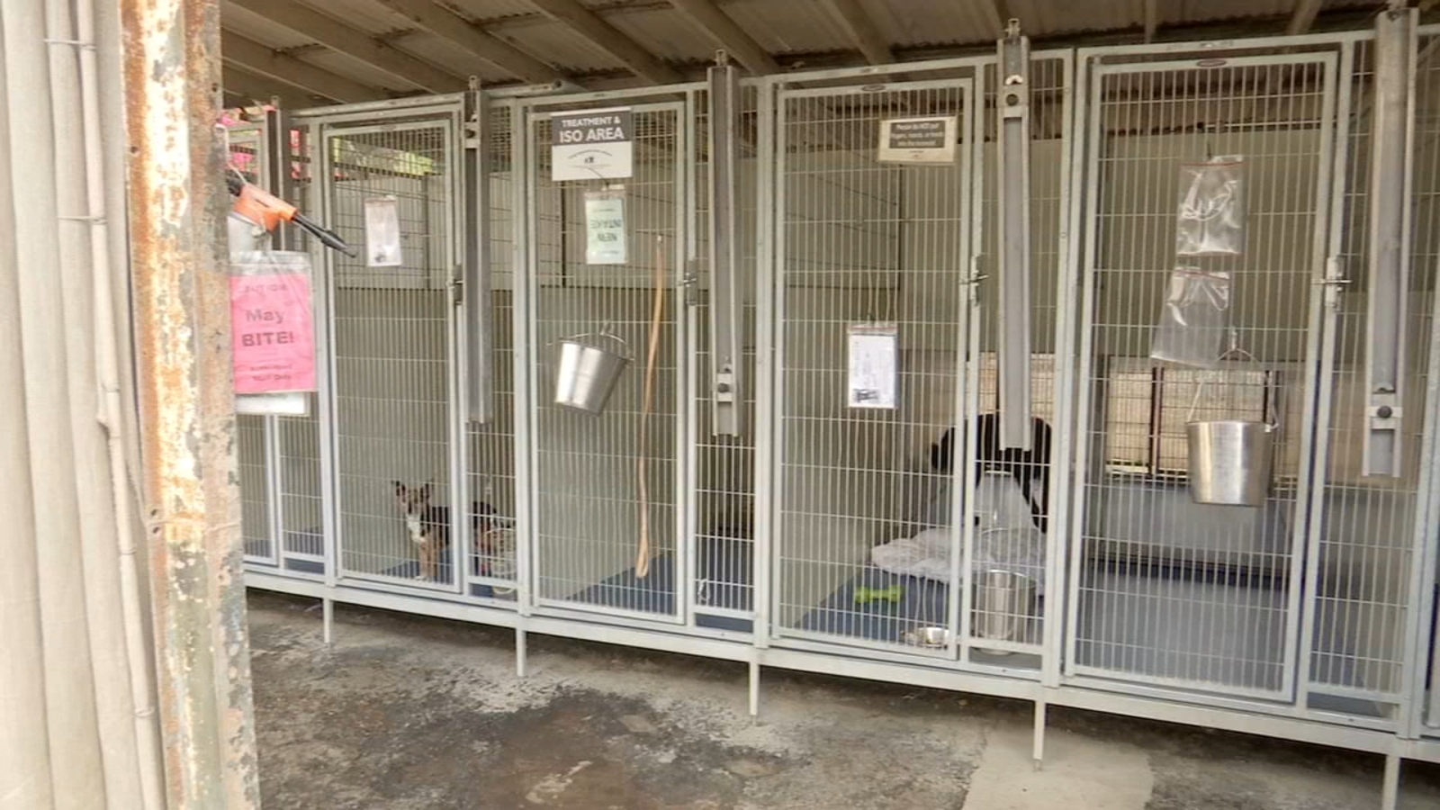 Empty kennels at Fresno Humane now outnumber dogs at facility ABC30