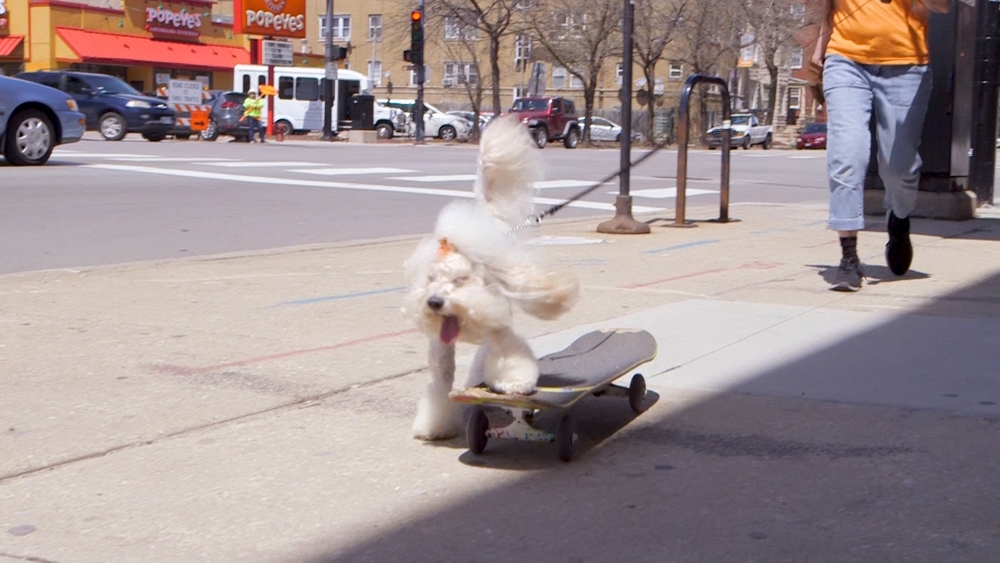 Chicago's skateboarding dog