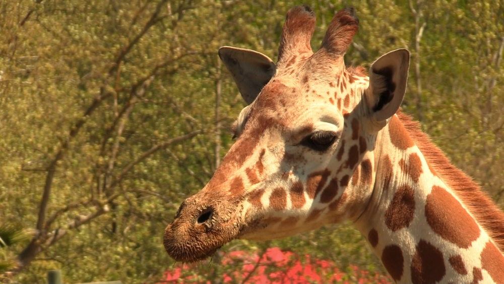 Safari West creates safari-in-place