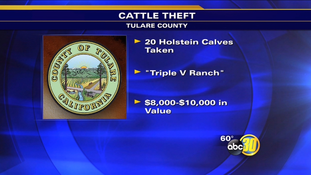 20 Holstein calves stolen from Tulare County ranch