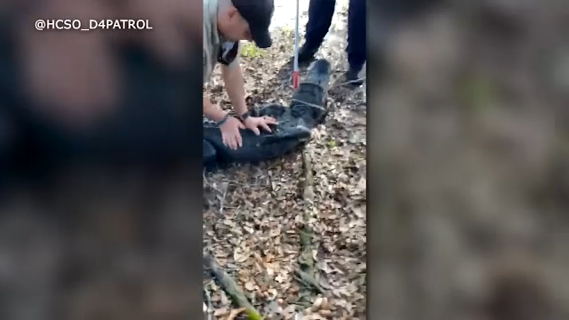 8-foot alligator causes disturbance in west Harris County
